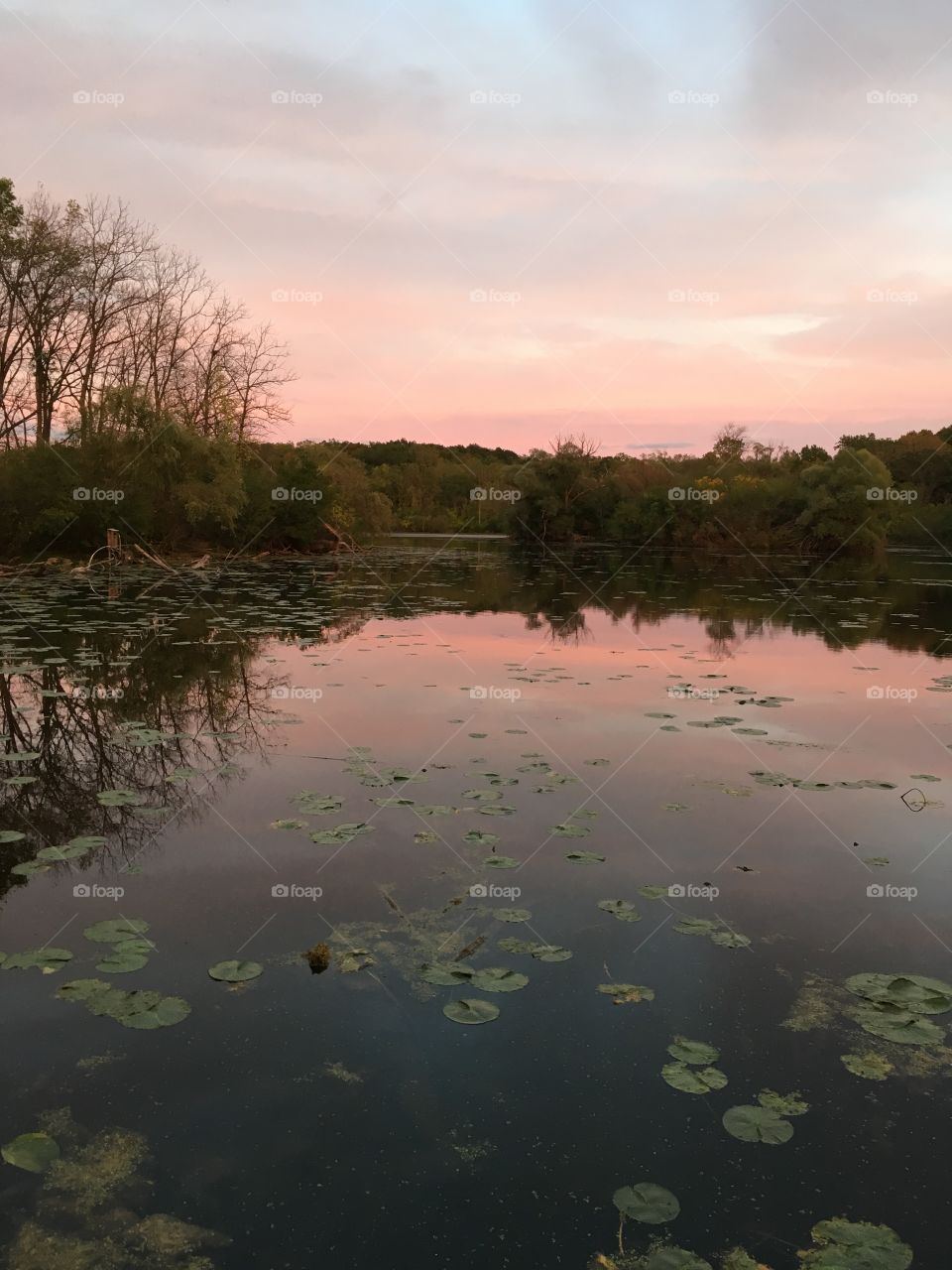 Lily pads at sunset