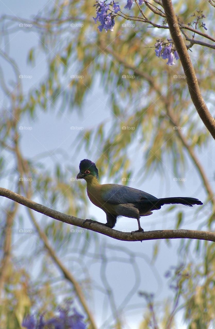 A close up shot of a blue and green Laurie 
