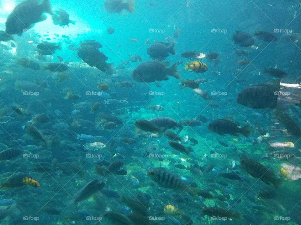 underwater beauty