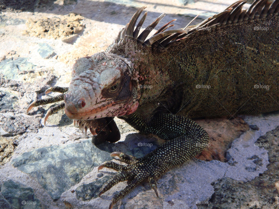 wild reptile curious iguana by badpseudonym