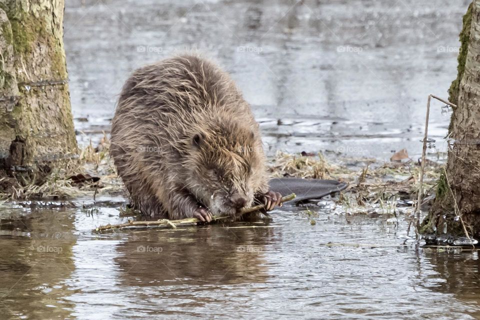 Beaver eating on a stick in the creek, wildlife in Sweden 