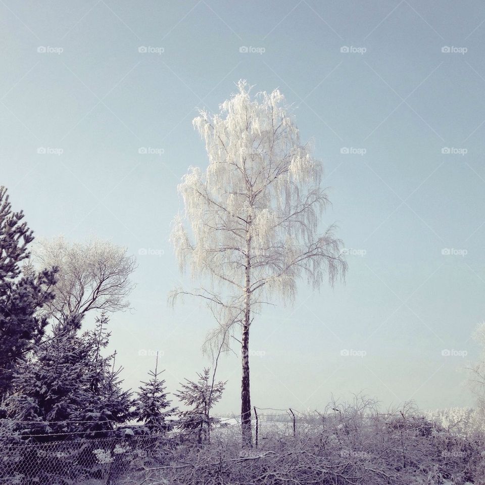 White Tree