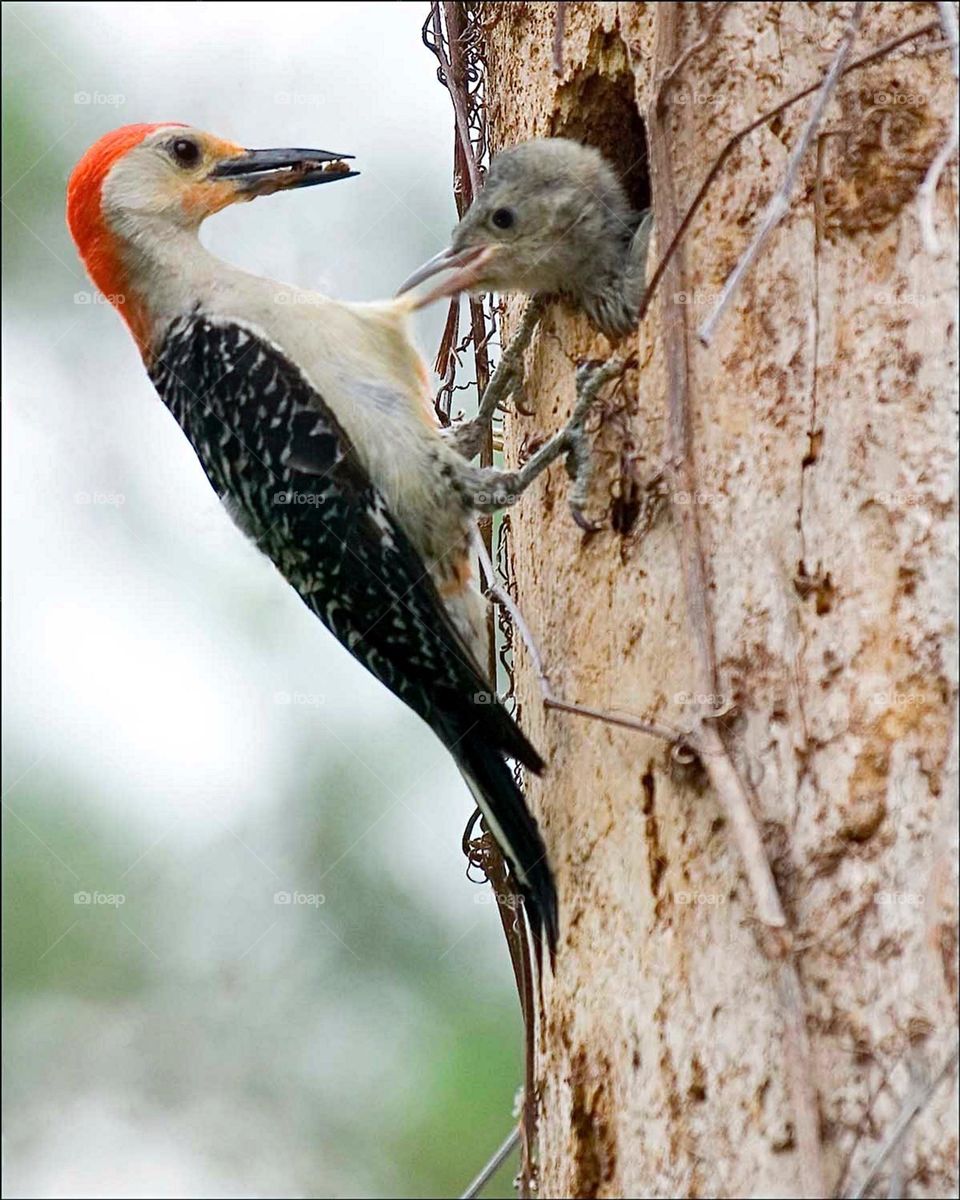 Mother Woodpecker feeding her impatient little chick.