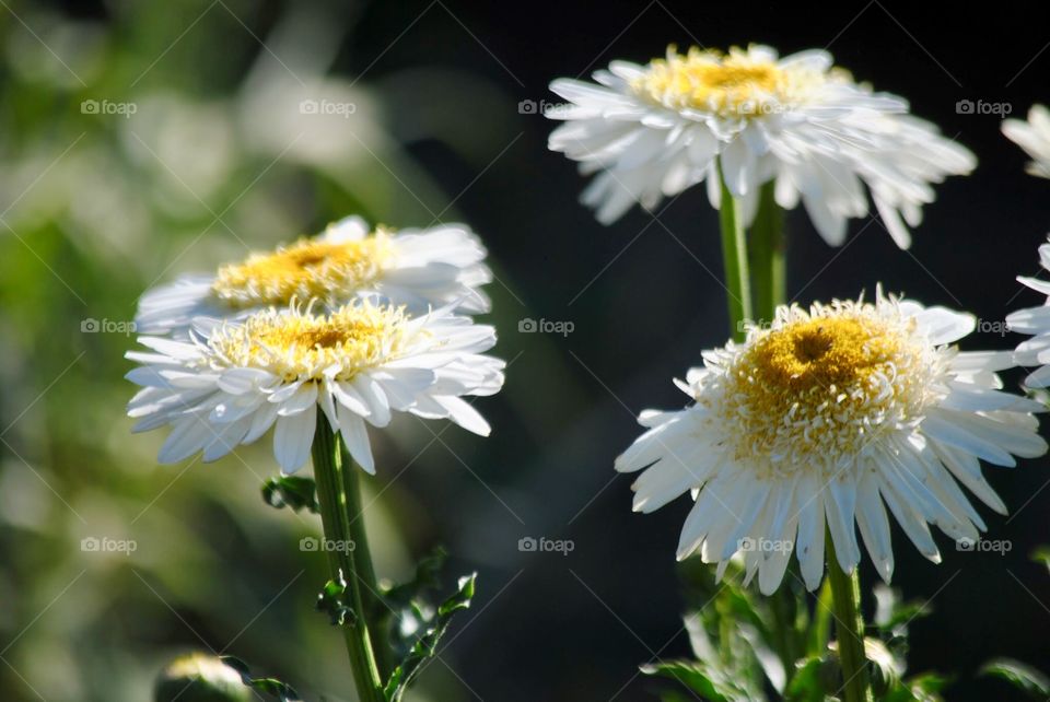 Dancing Daisys