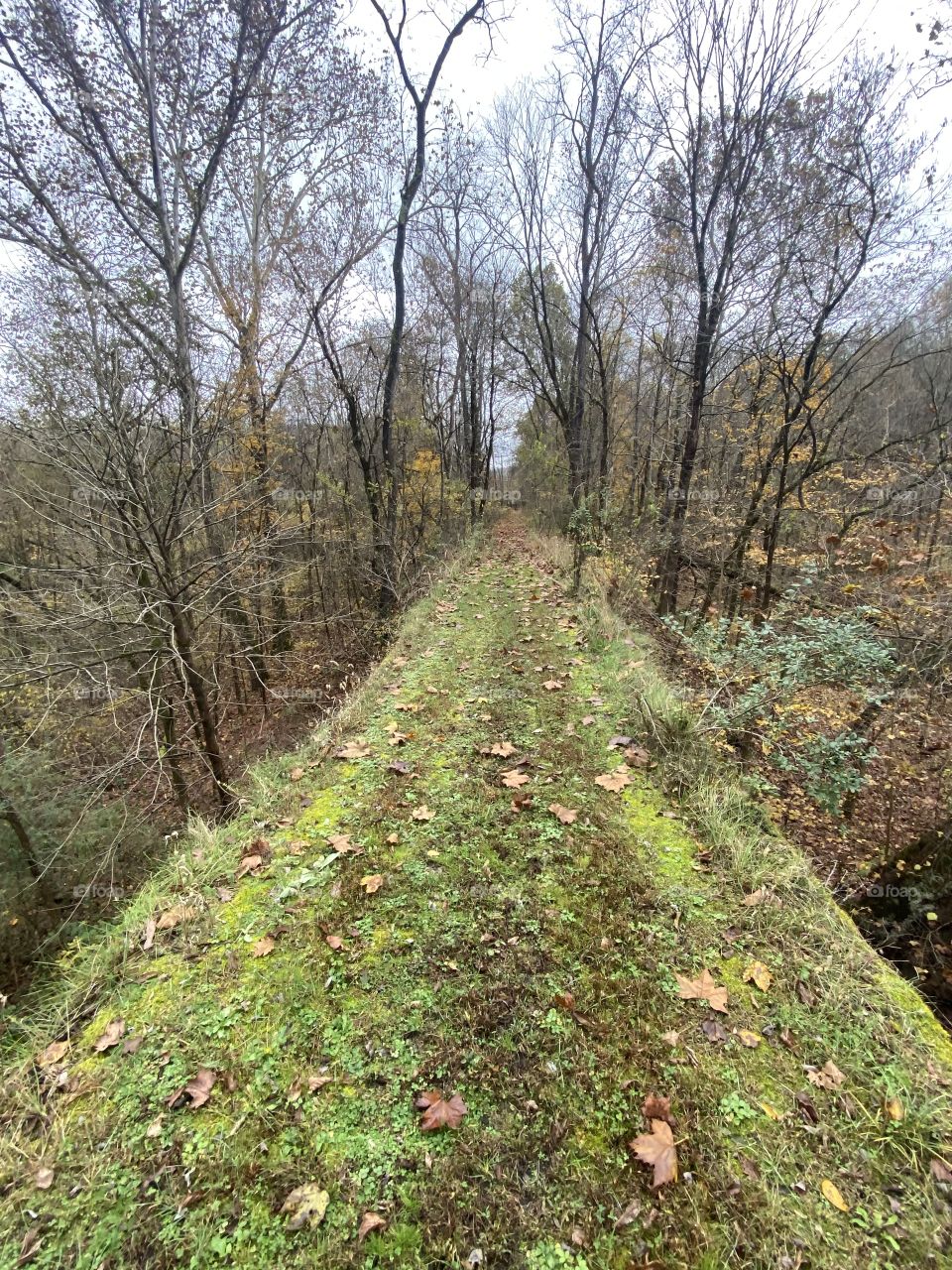 Abandoned trolley bridge in the woods 