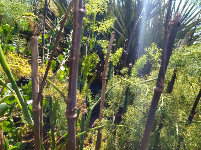 sunlight on plants