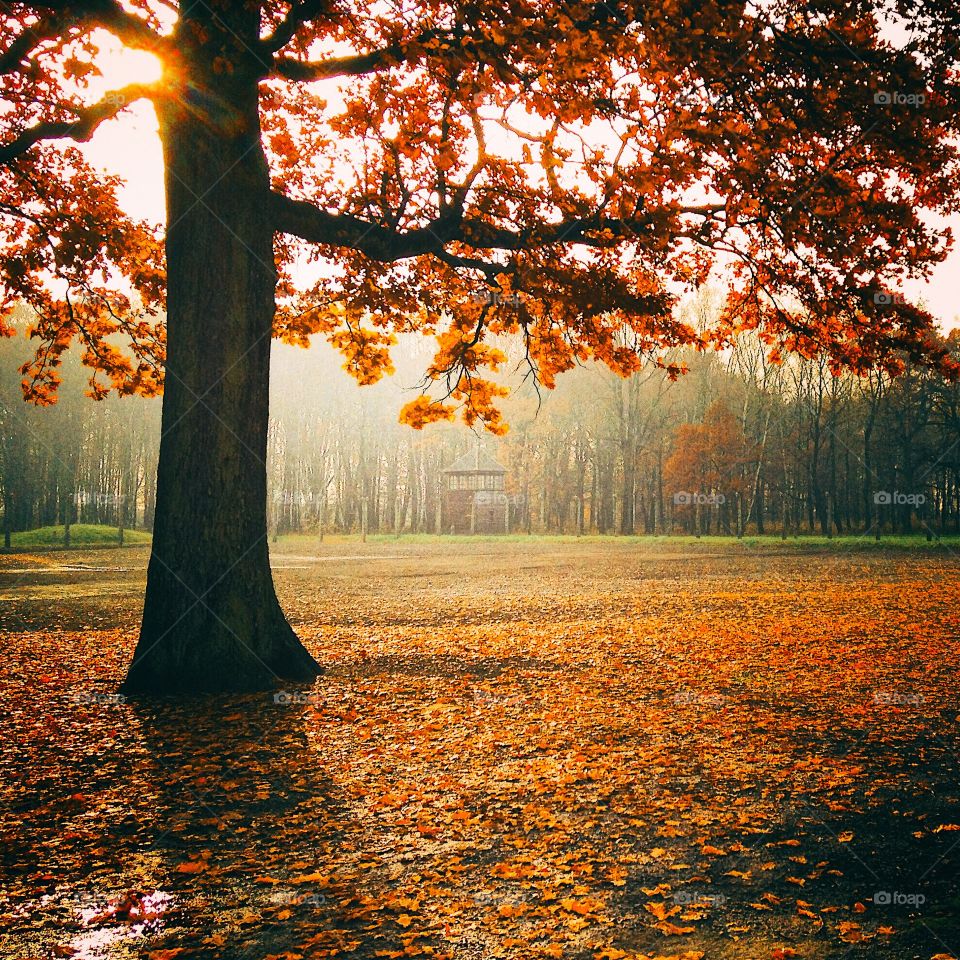 View of a autumn tree