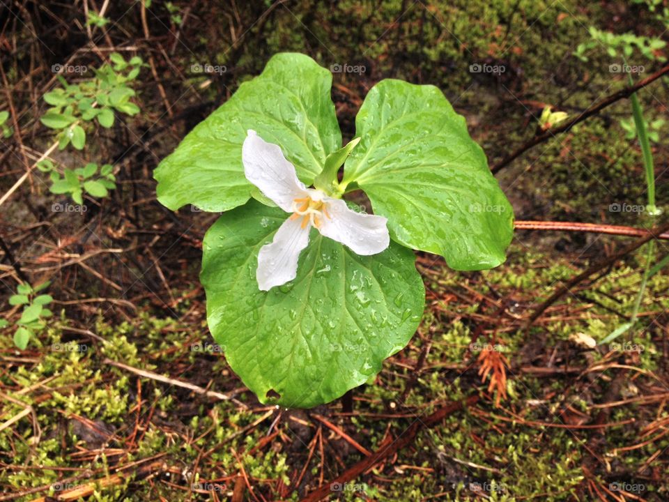 Wildflower