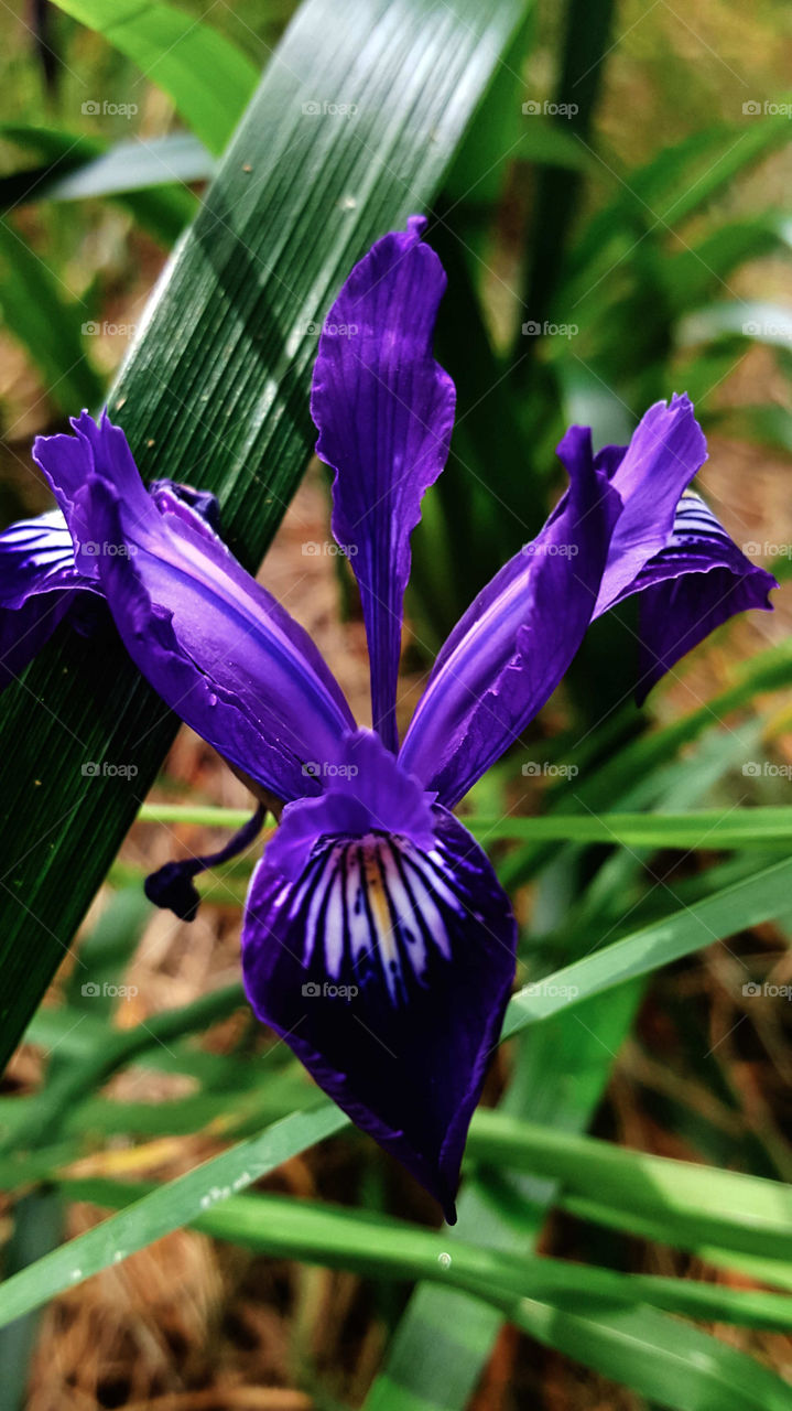 purple iris
