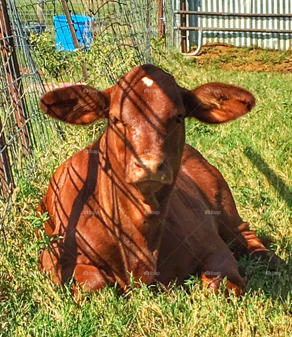 Young Beefmaster heifer calf. 