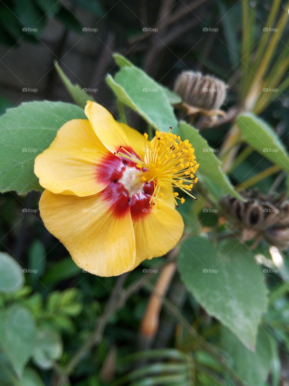 Nature, Leaf, Flora, Flower, Garden