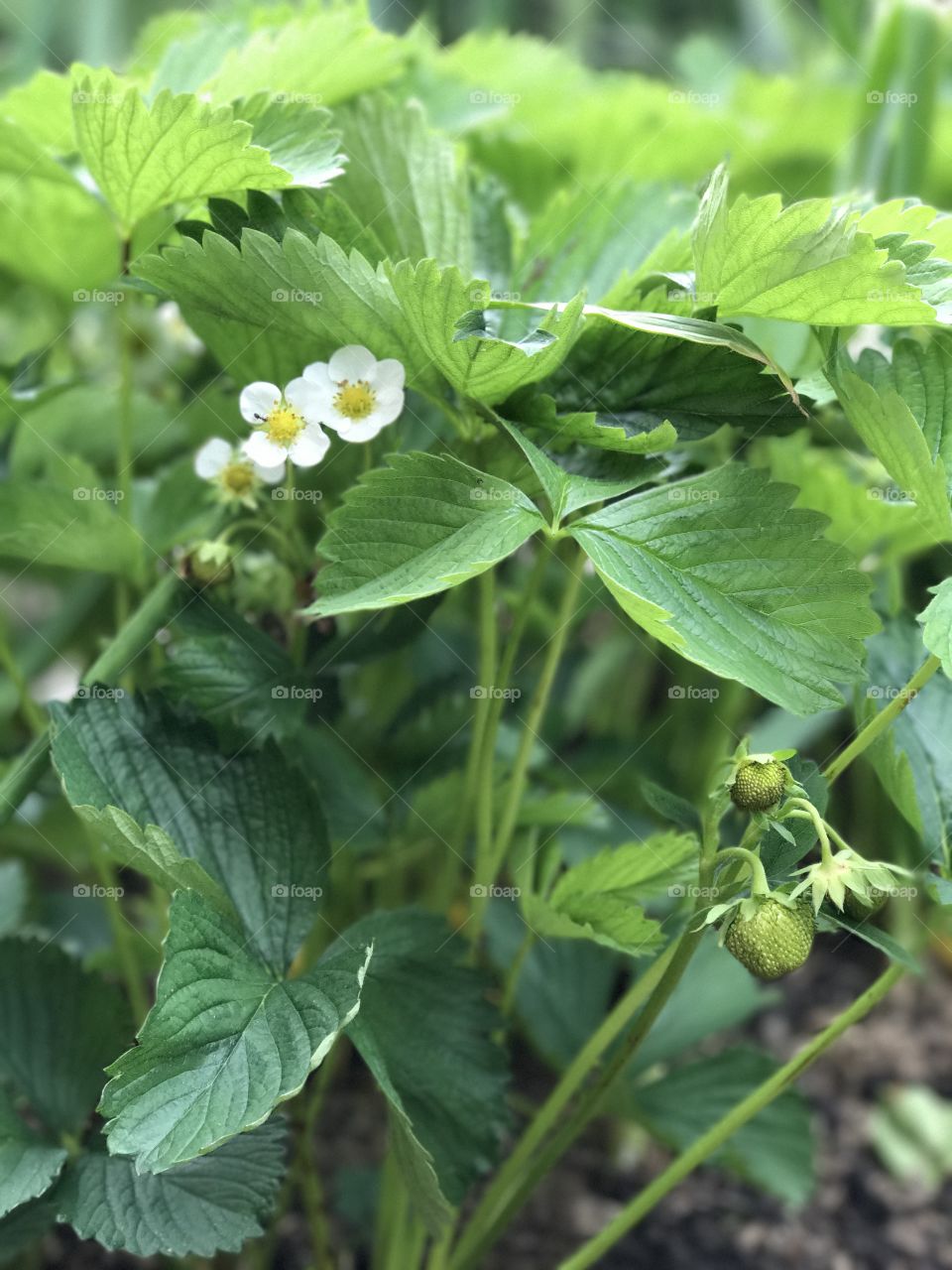 Strawberry blossom 