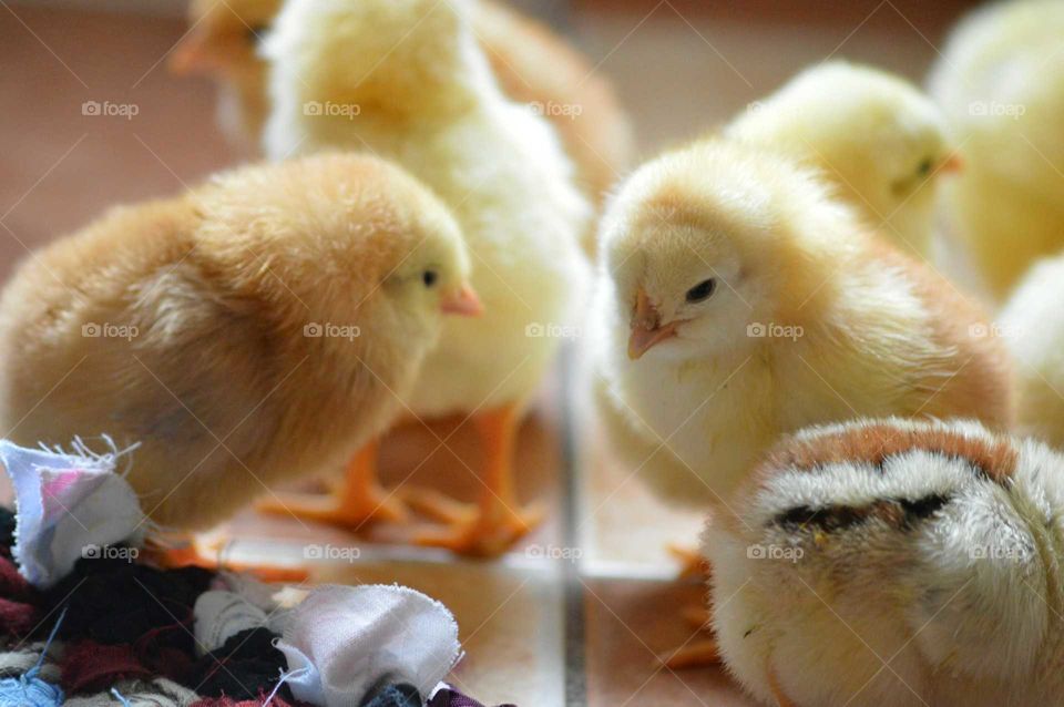 fluffy chicks