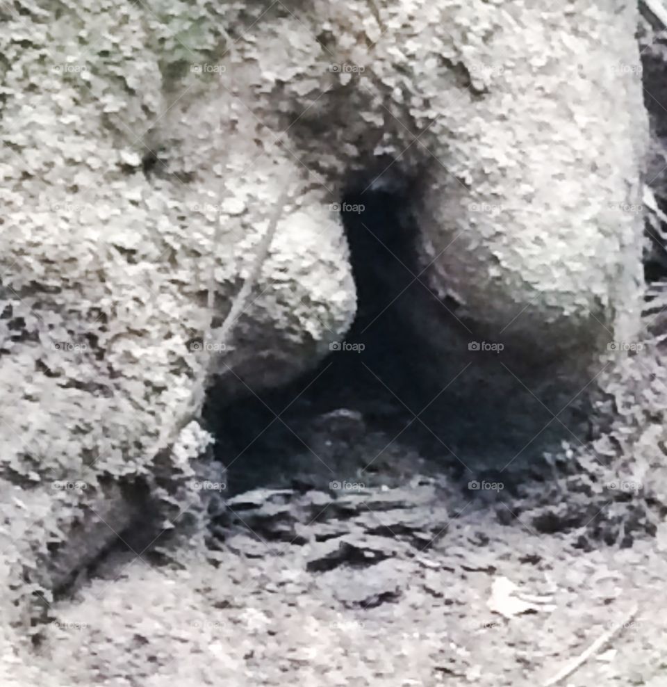 Tree butt 