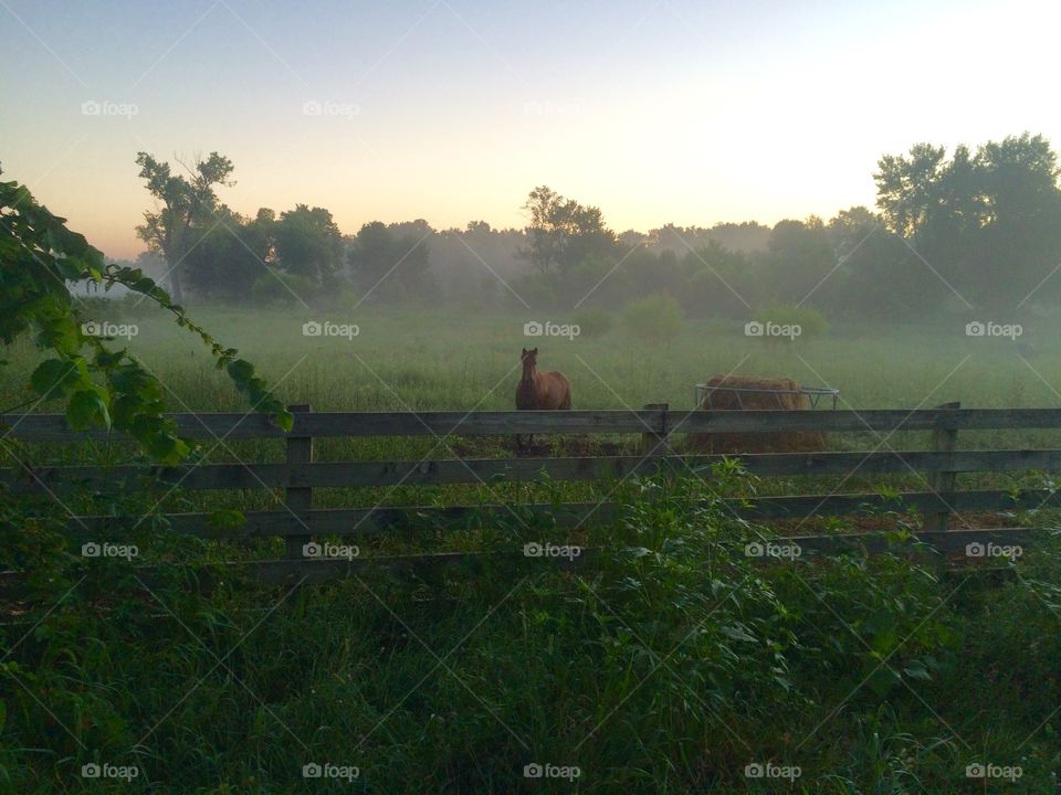 Horse at ranch