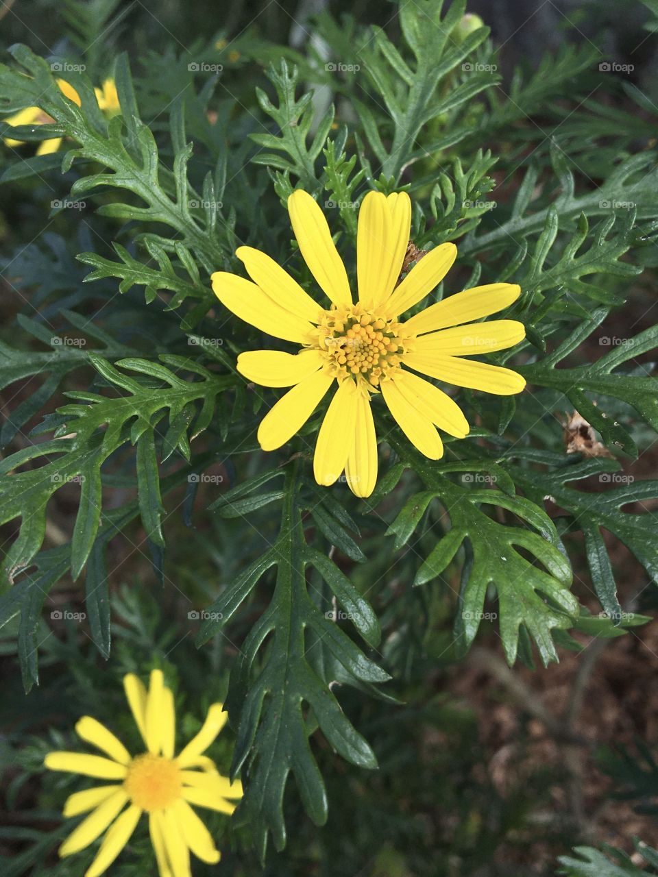 Yellow flower on green leaves