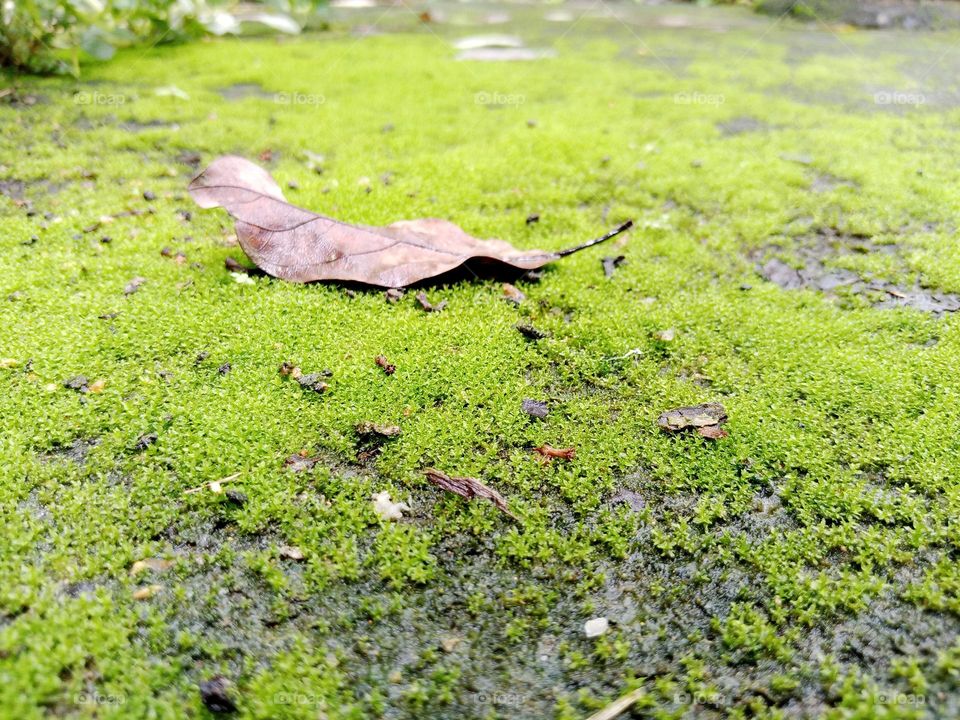 Ground Moss