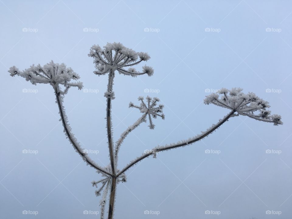 Frosty flower 2