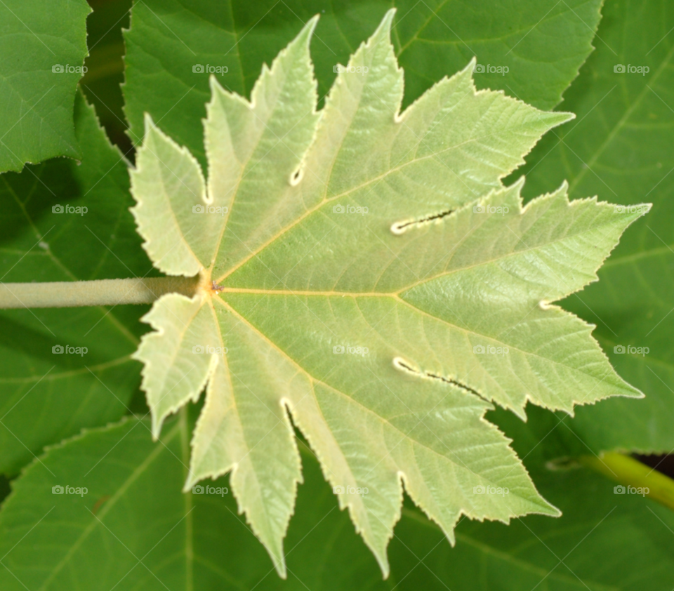 plant leaf paper big by lightanddrawing