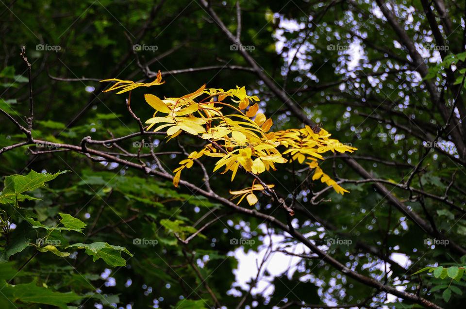 Yellow leafs Beautiful fall
