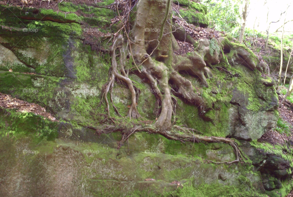 to survive on the side of rocky wall roots grabbing any crevis by pawright68