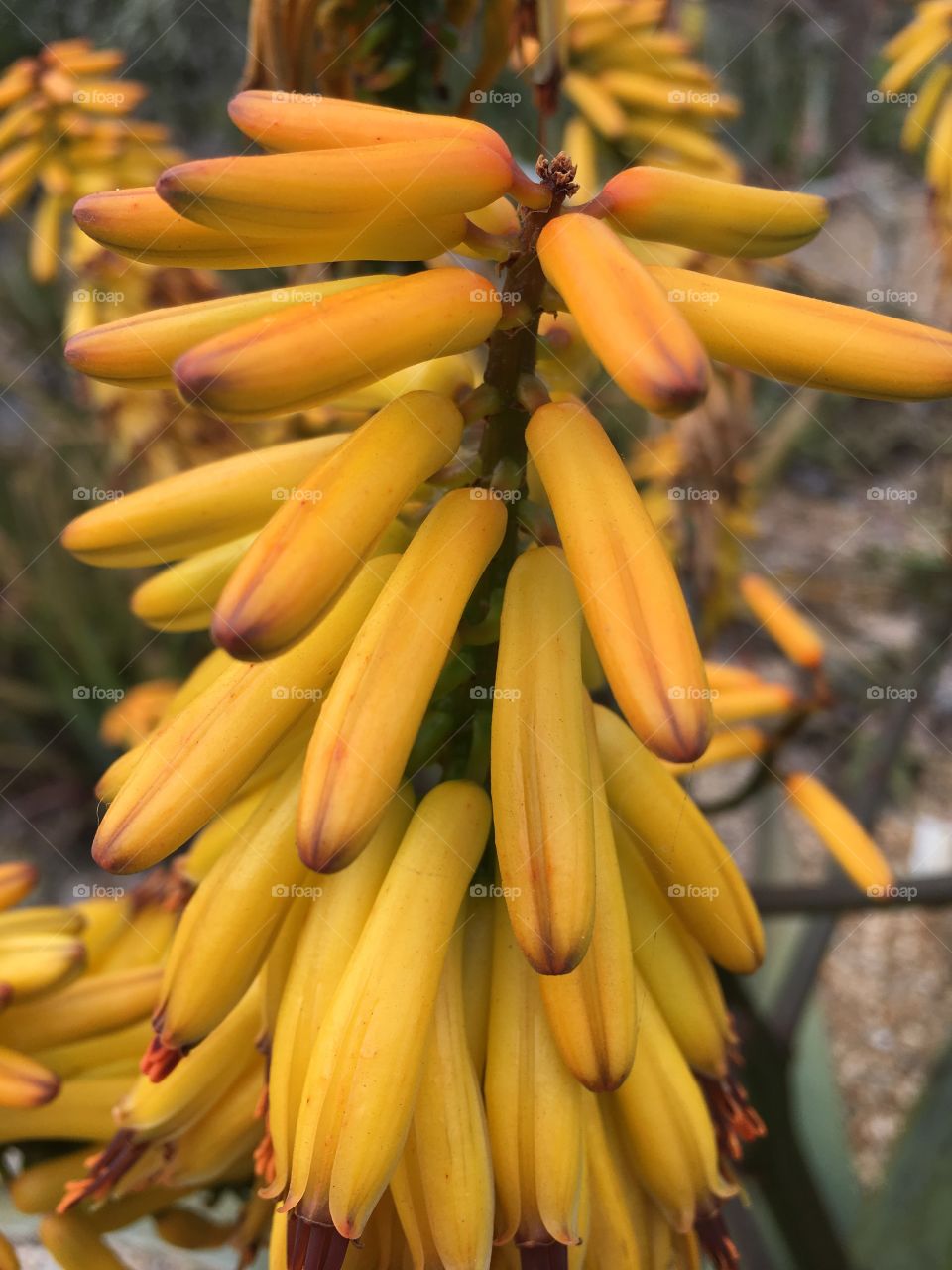 Yellow Banana style flower