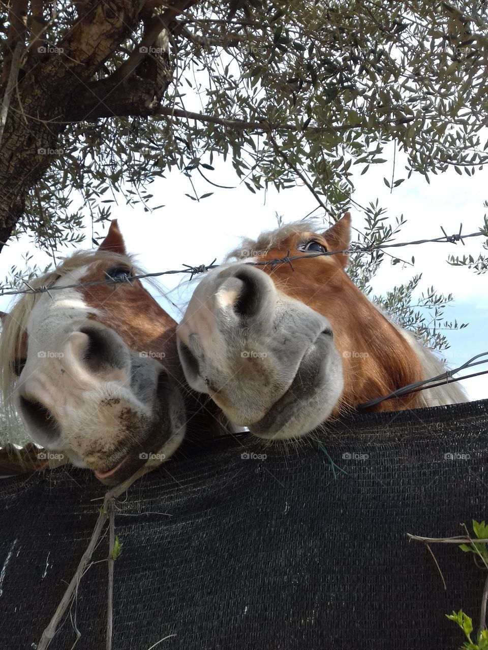 tender cute horses