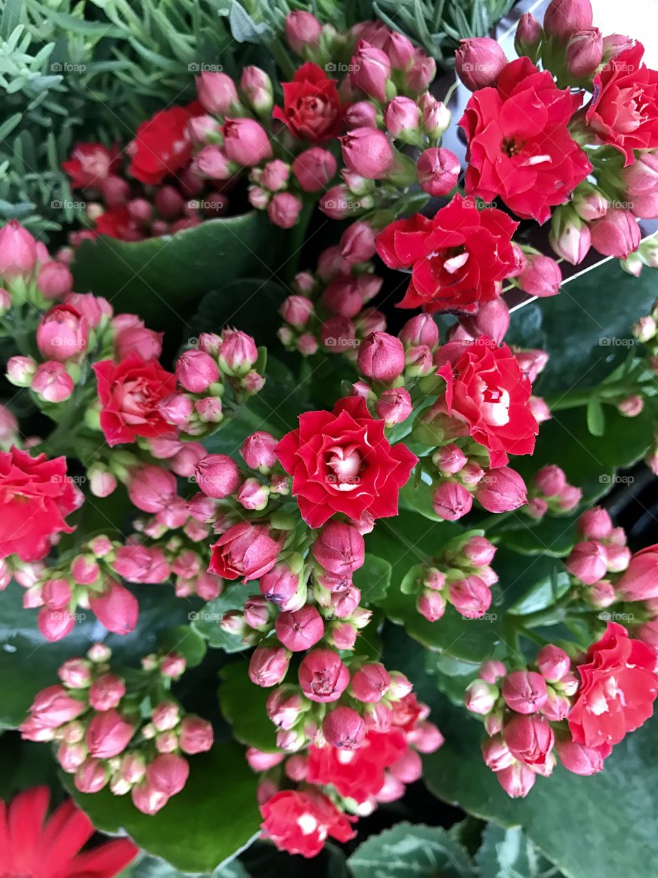 High angle view of pink flowers at market