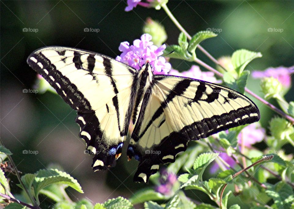 Swallowtail II. Swallowtail butterfly in my backyard