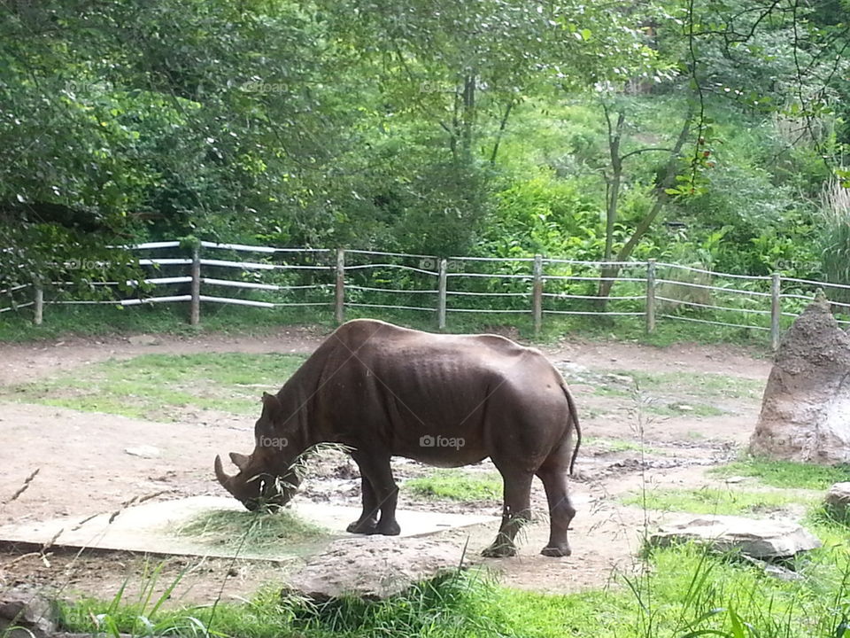 Pittsburgh Zoo's Rhino