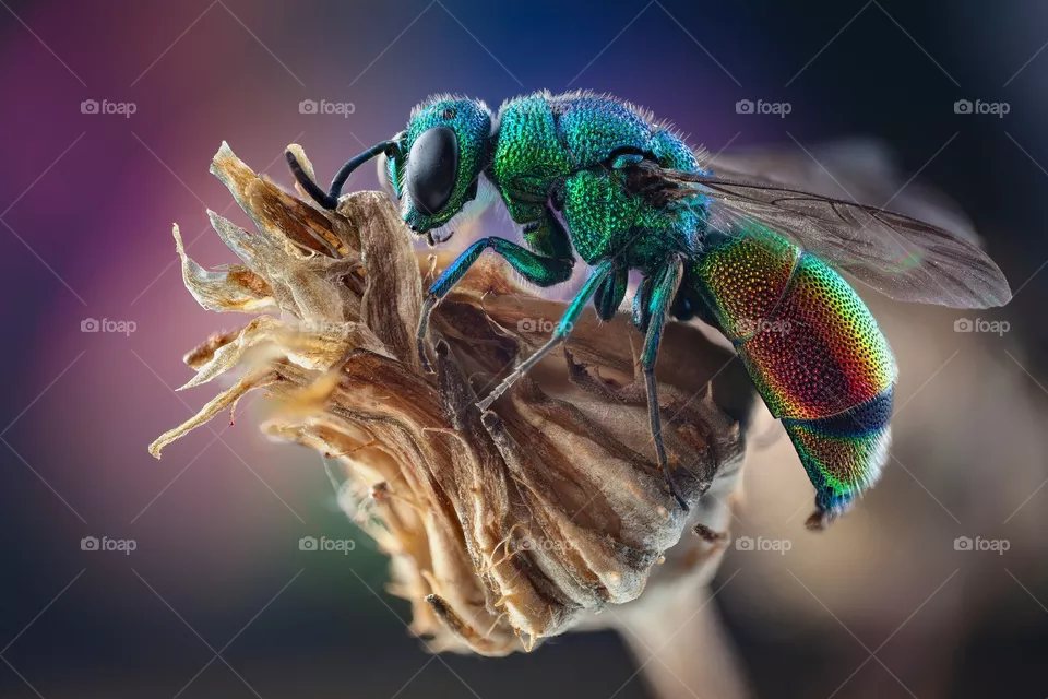 Insectos