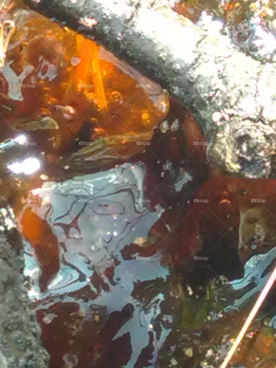 Dried gum hanging from four trees
