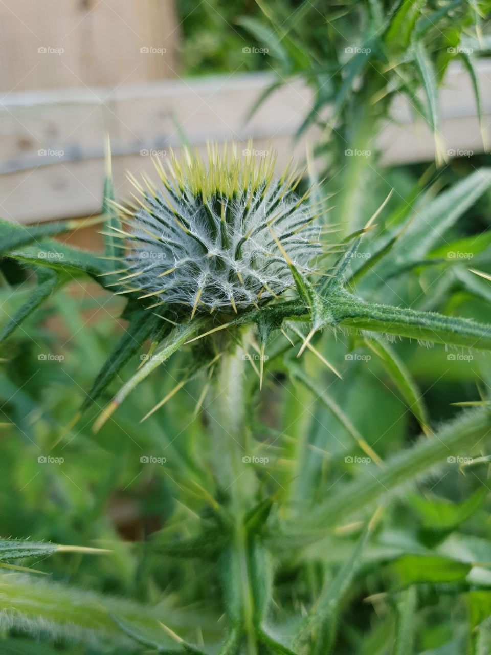 single thistle upclose