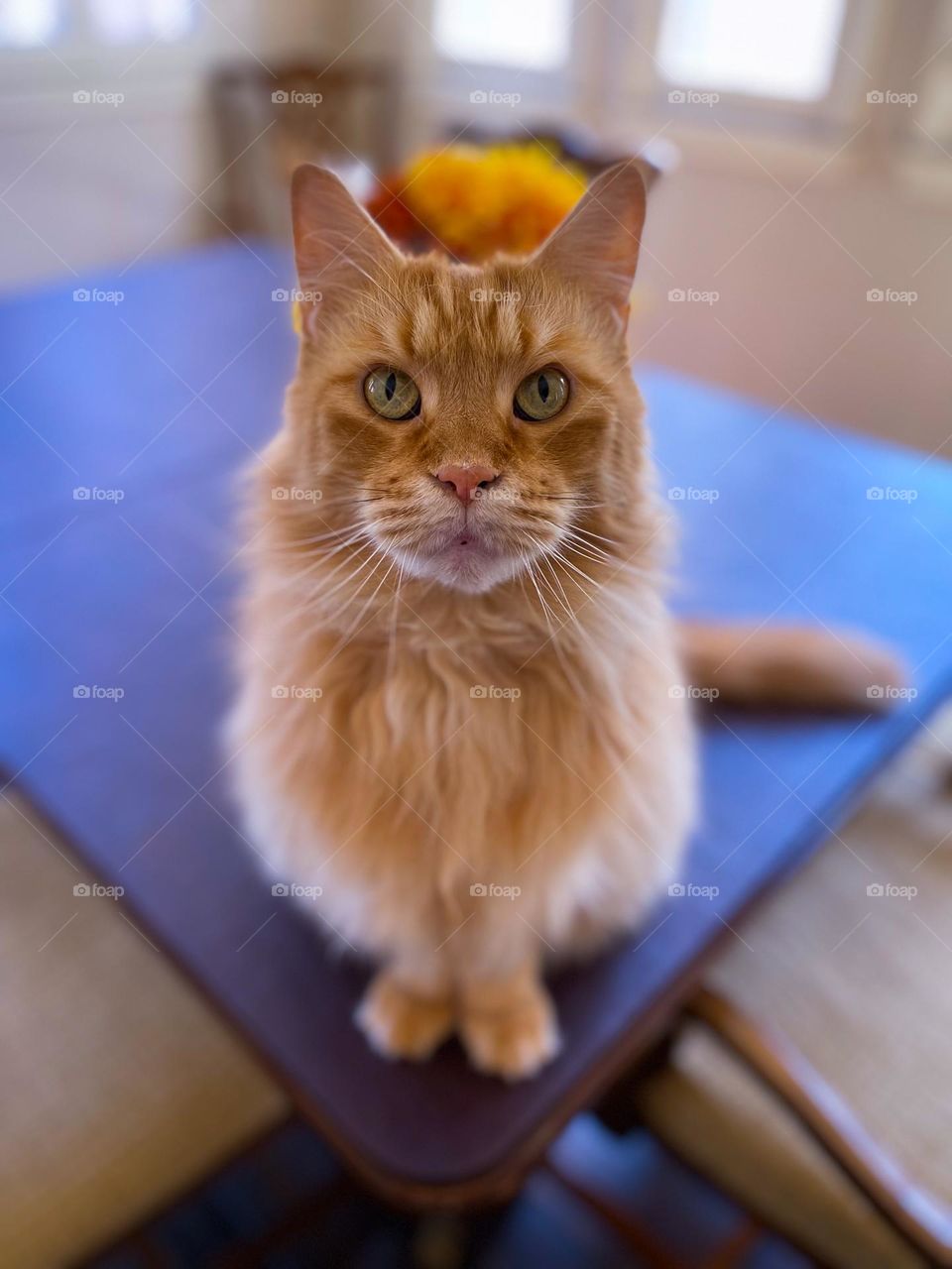 High angle view of a beautiful Maine coon cat looking up 