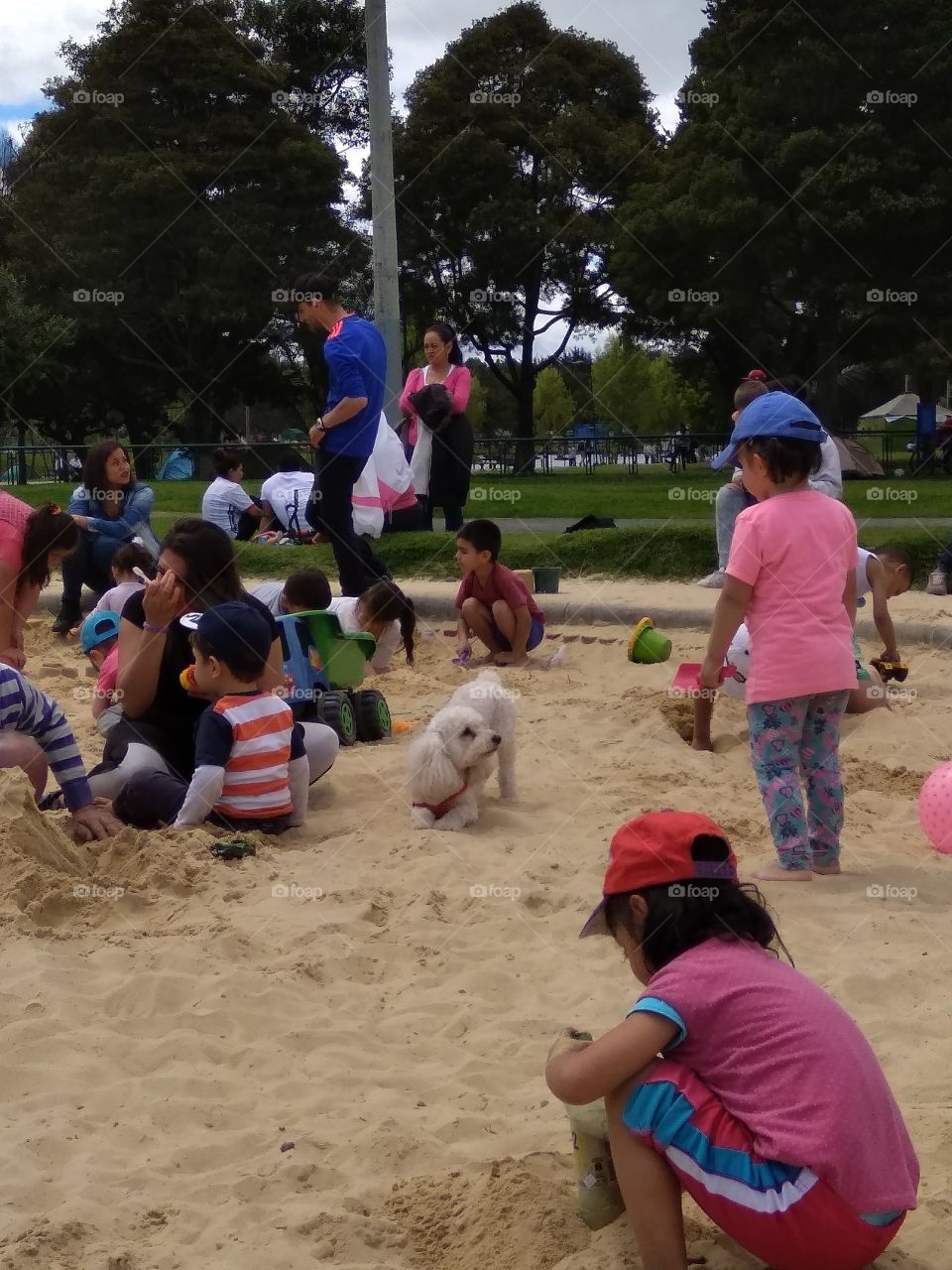 Un hermoso perrito disfrutando de la arena