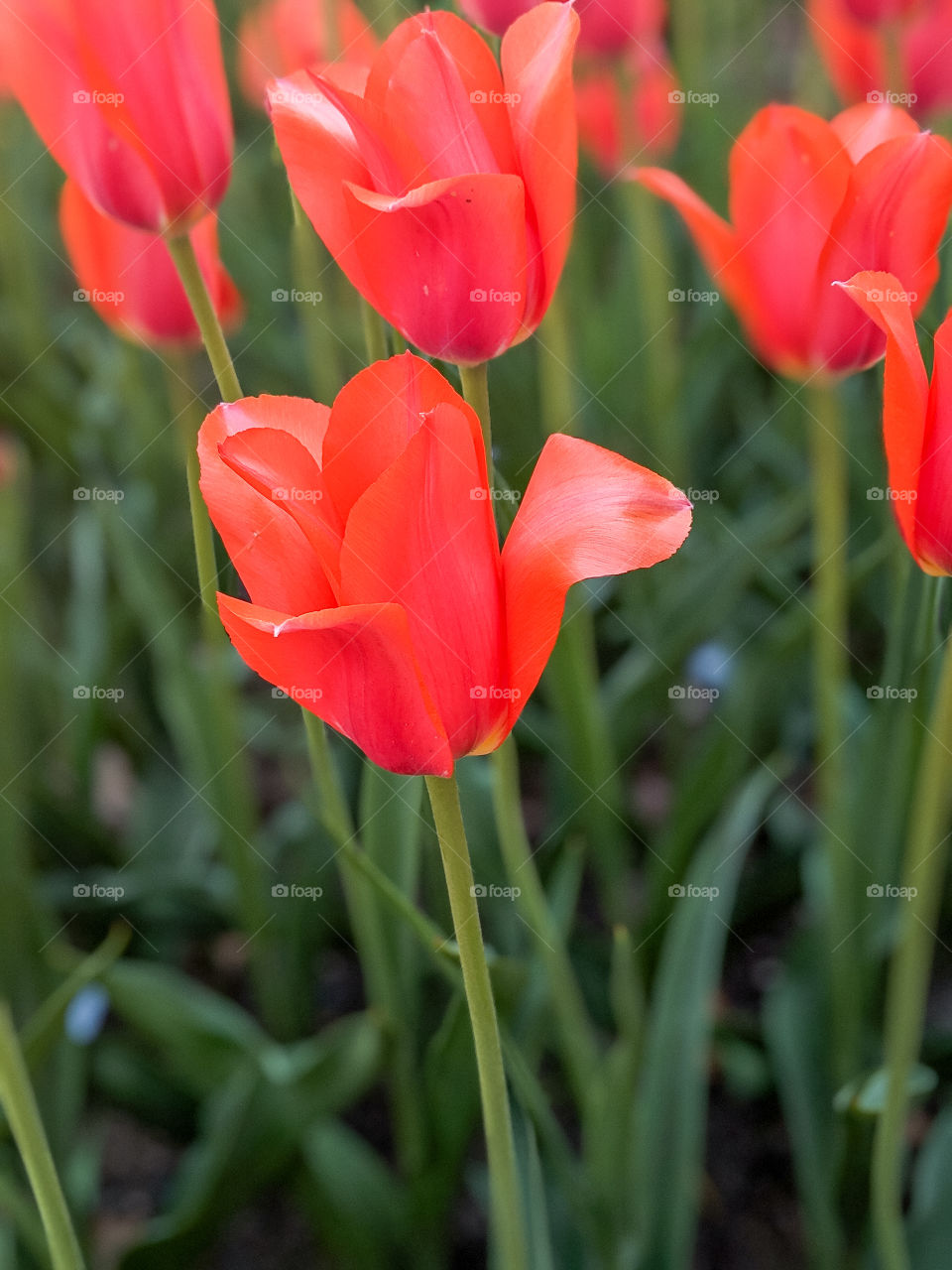 Vibrant Bright and Colorful Red Orange Tulips