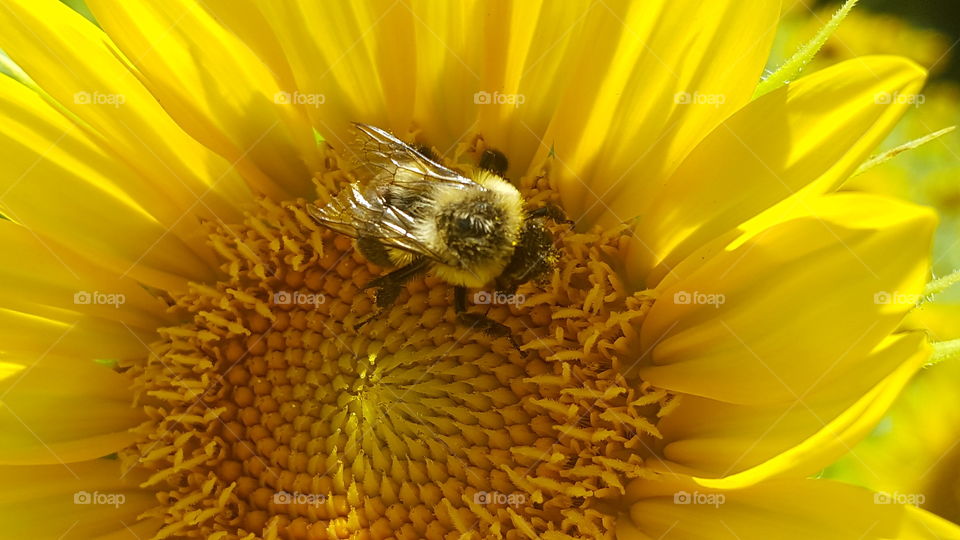 Bee on a sunflower