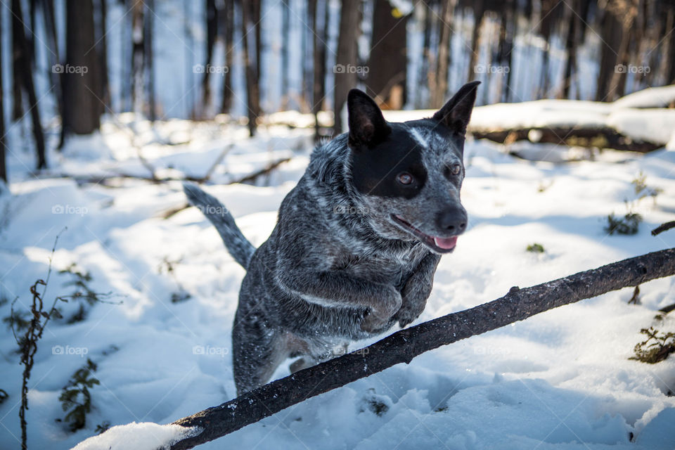 leaping dog