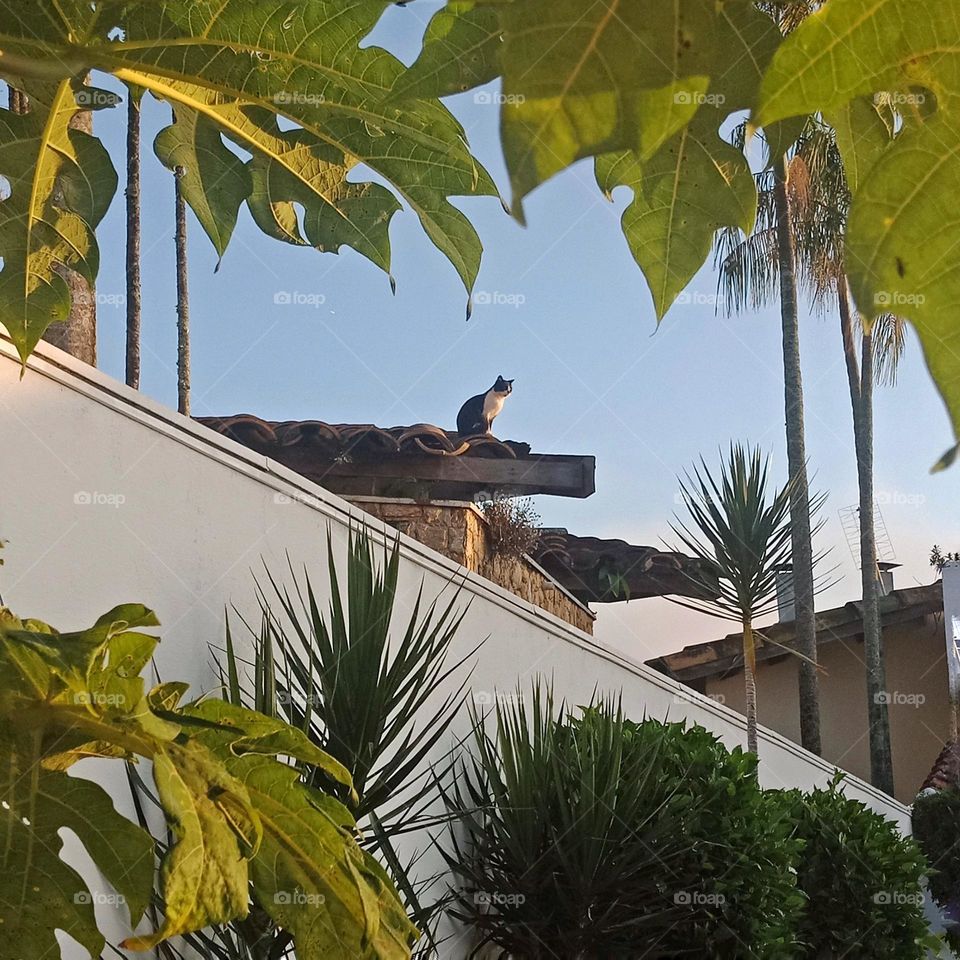 A cat in the neighbors roof