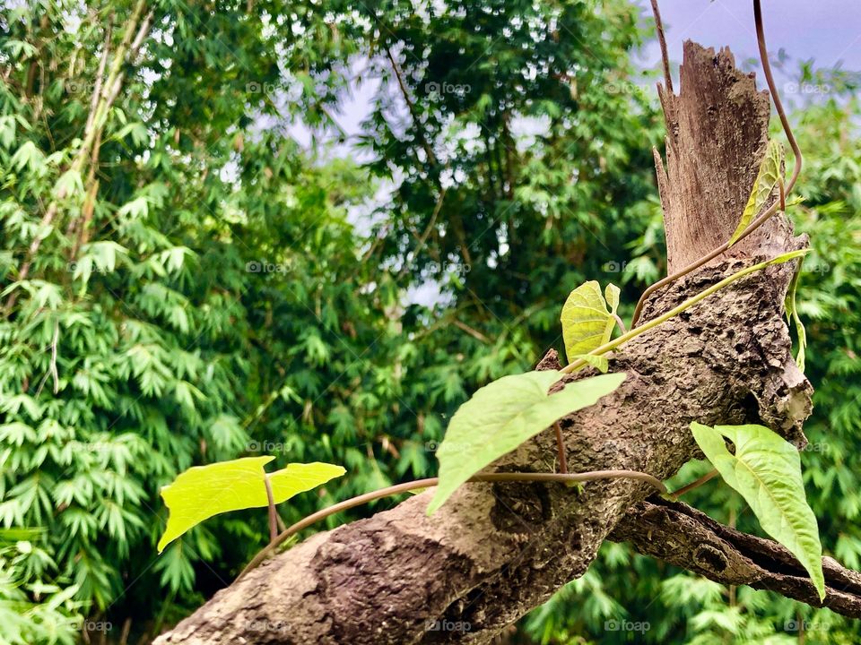 Green leaves with brown objects 