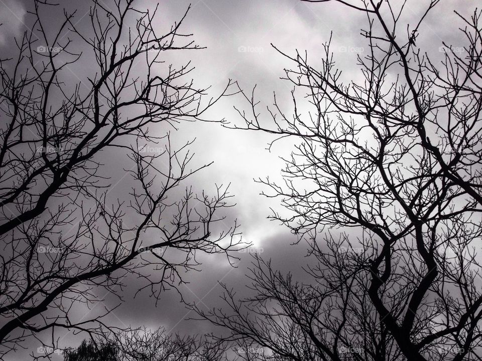Tree silhouette against dark cloudy sky