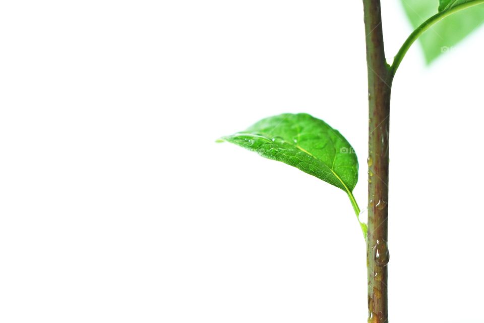 Avocado tree on white background