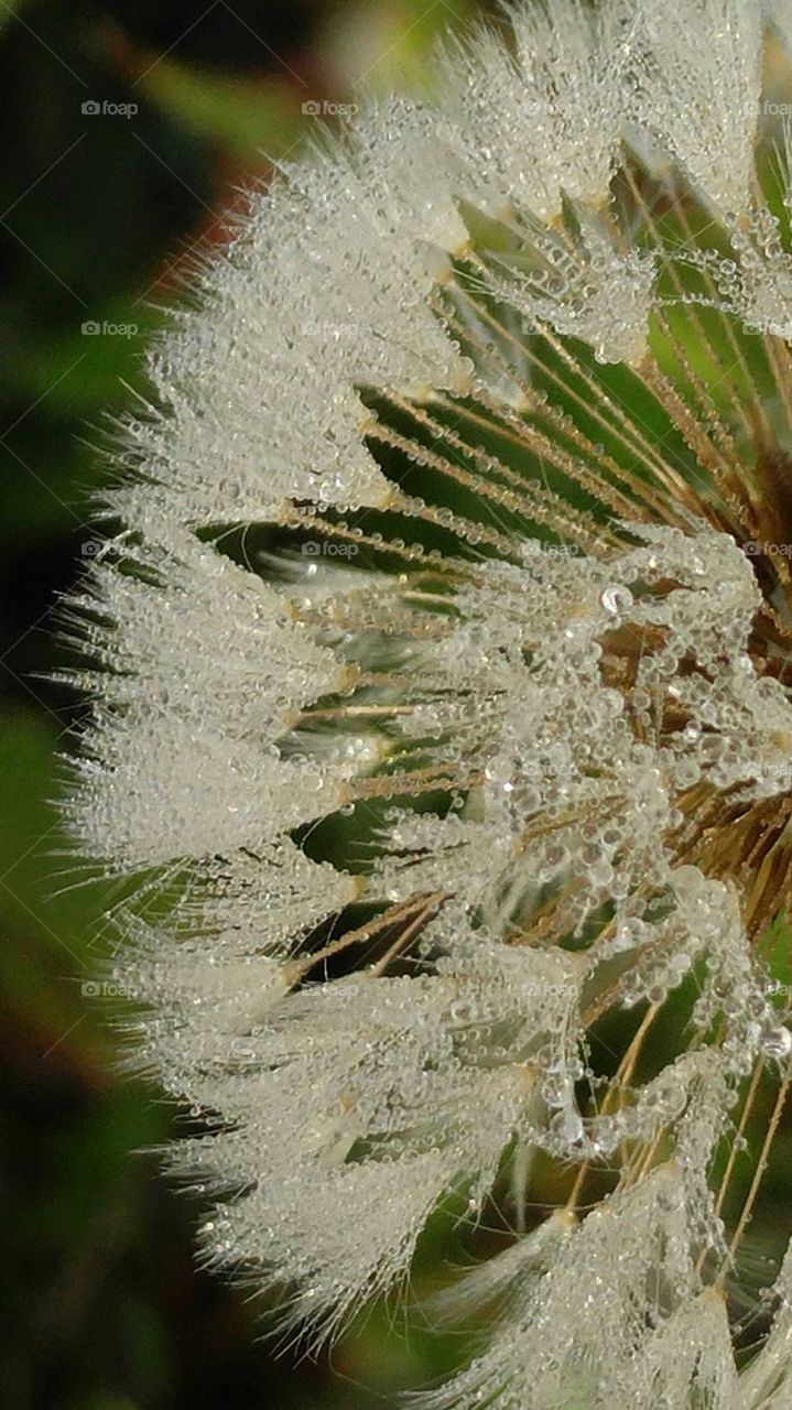 Dewey Dandelion Fluff