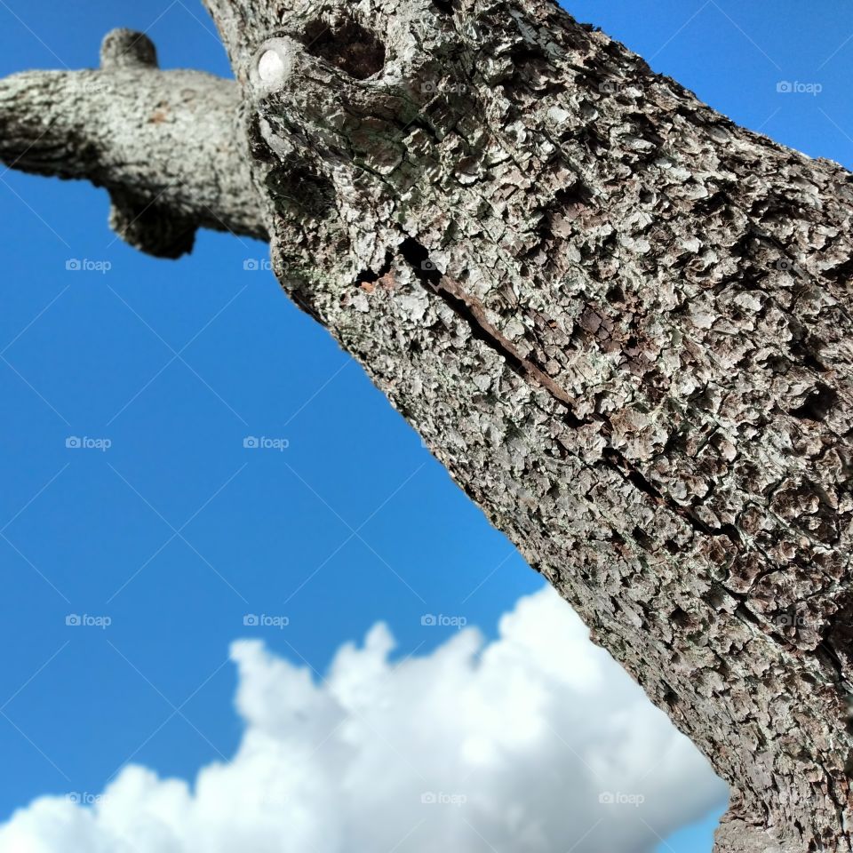 tree 🌳 on a summer day ☀ (2)