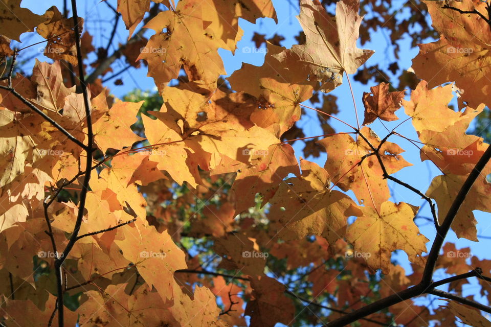 leaves in autumn