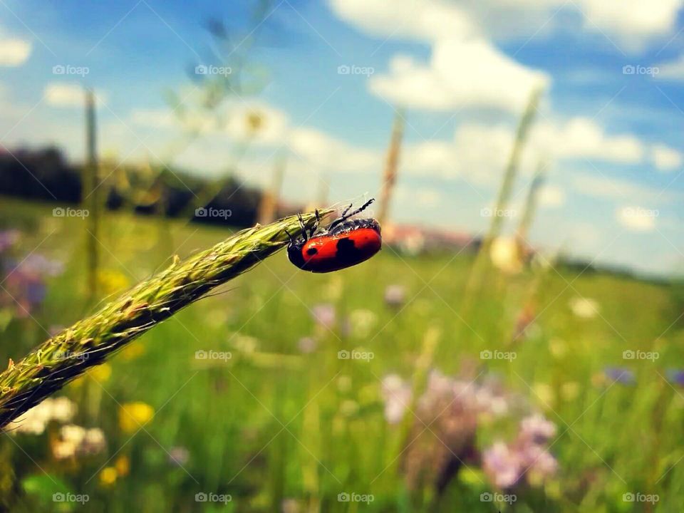 einfach nur festhalten  😁 starke Käfer