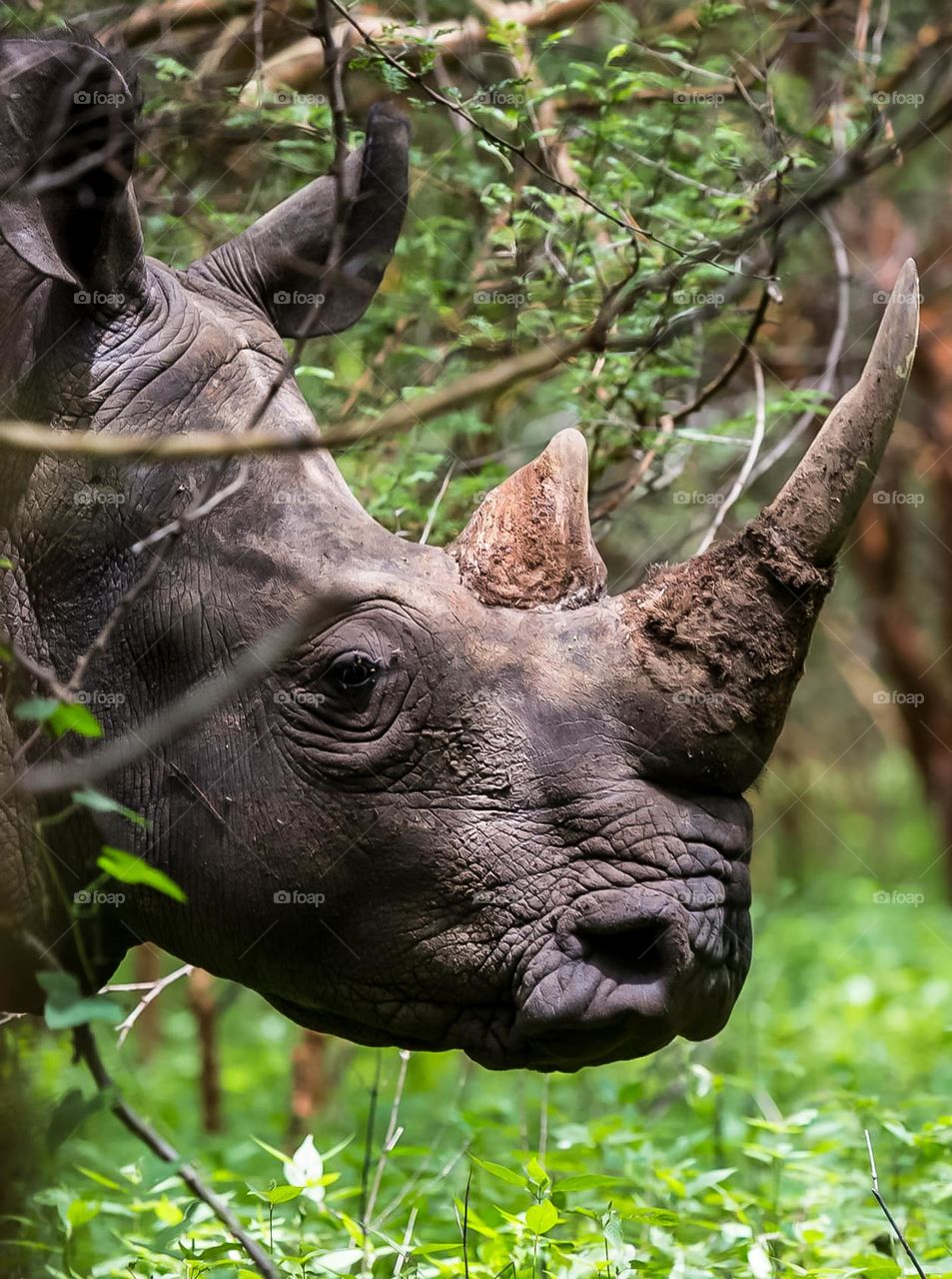 Rhino Profile - while not as close as he appears,  Rhinos can attack at great speeds and turn over vehicles with their horn