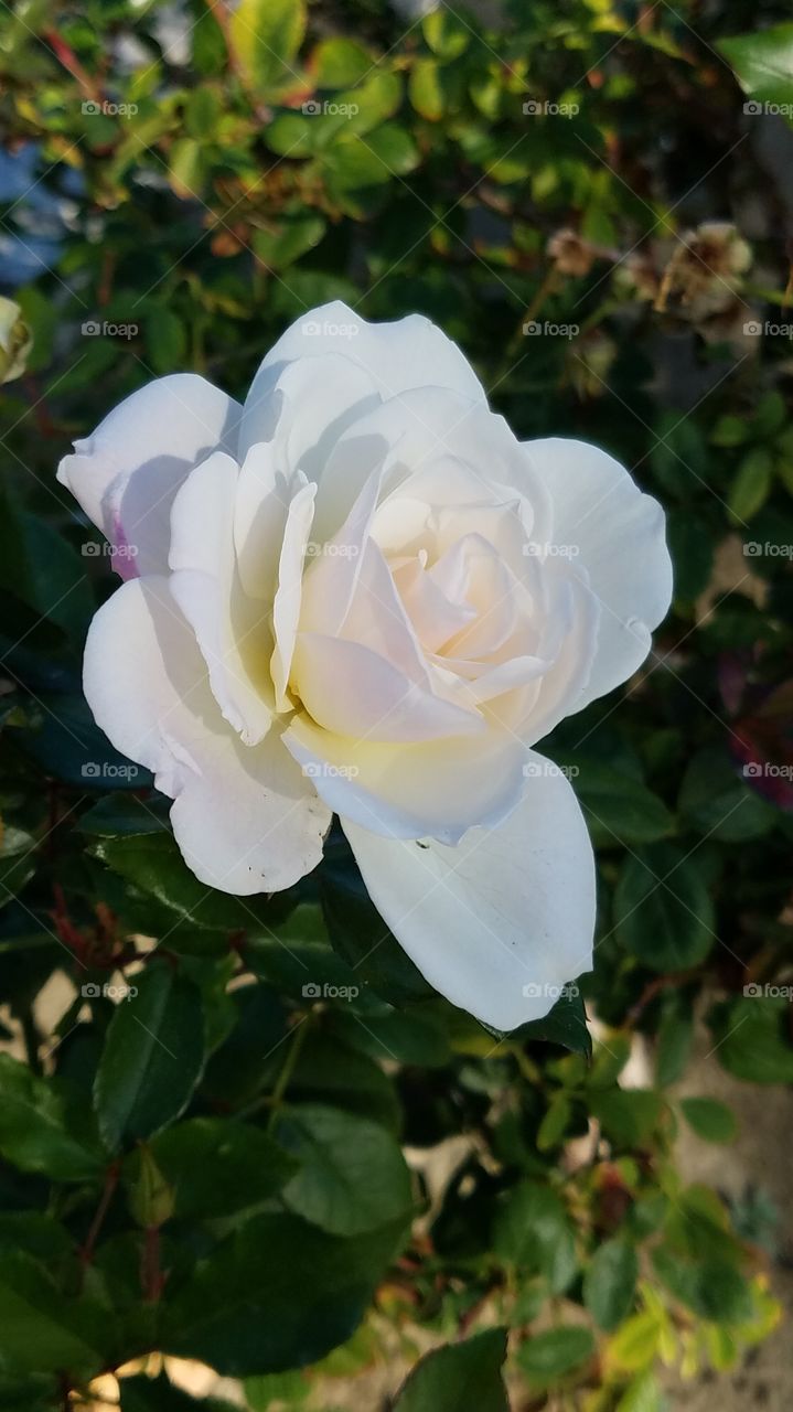white shrub rose with hints of yellow and pink