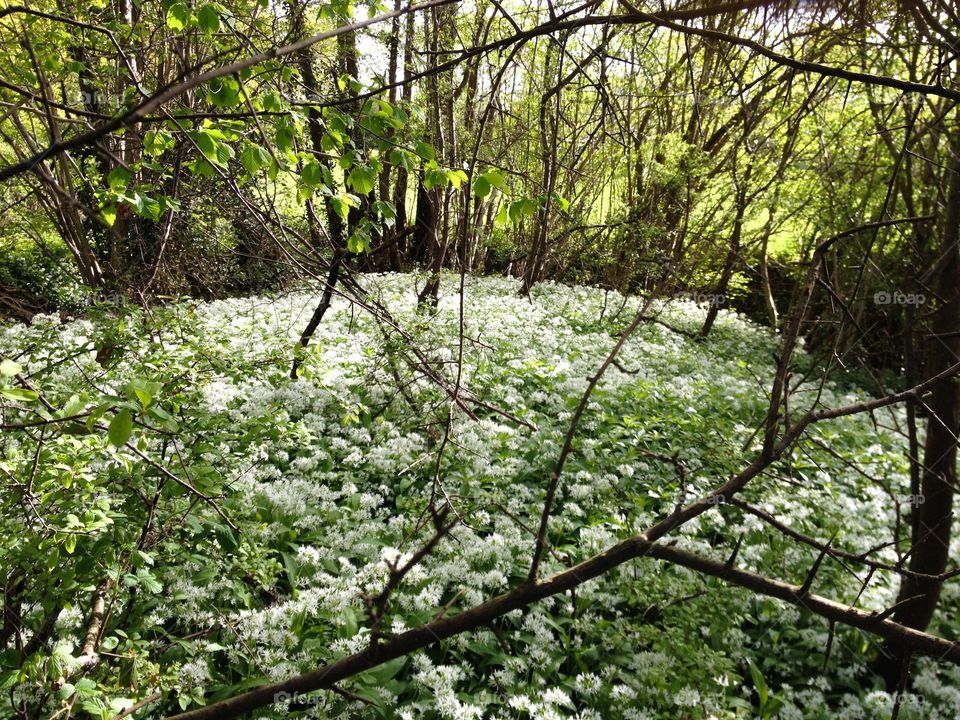 Fresh wild garlic 😊