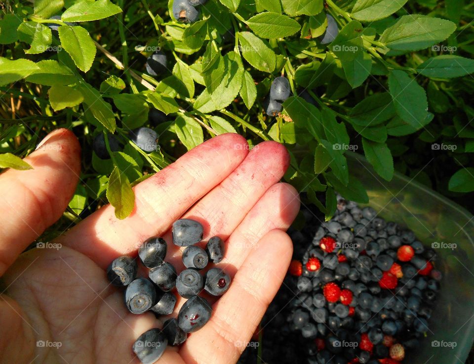 Fruit, Food, Leaf, Grow, Berry